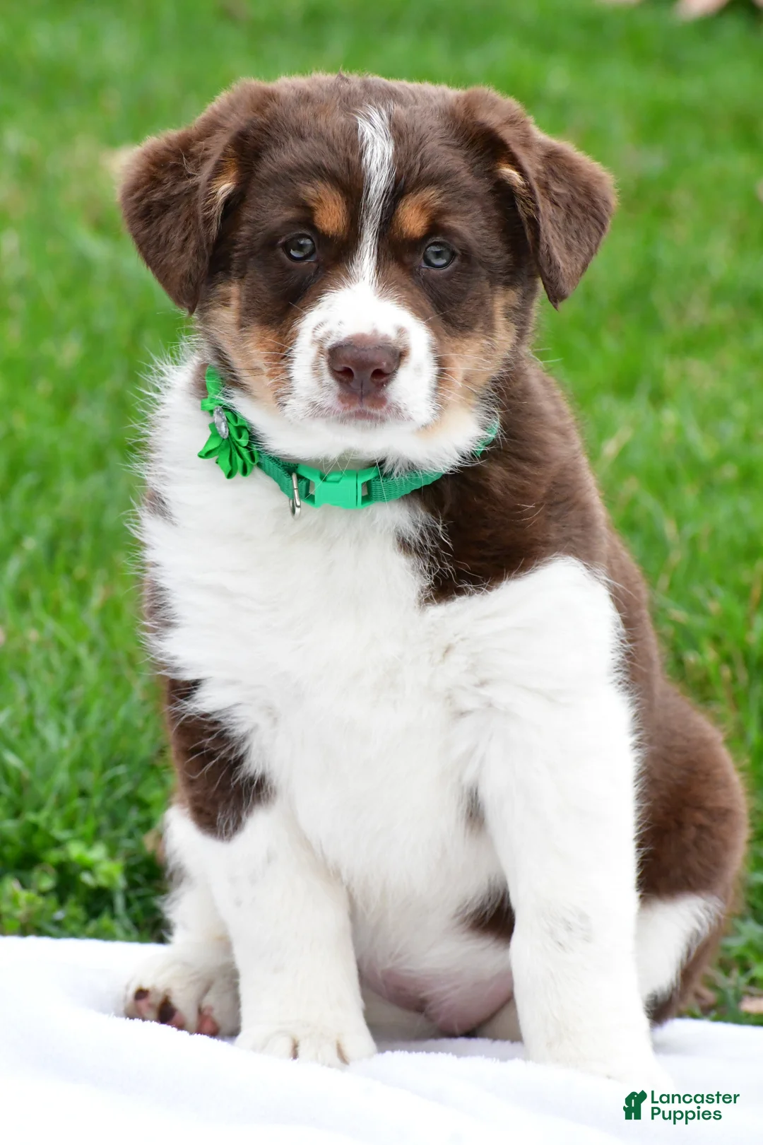 Mixed Breed dogs for sale: Hazel - Ad 2