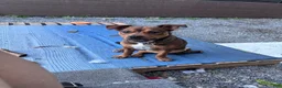Mixed Breed dogs for sale: London - Ad 16