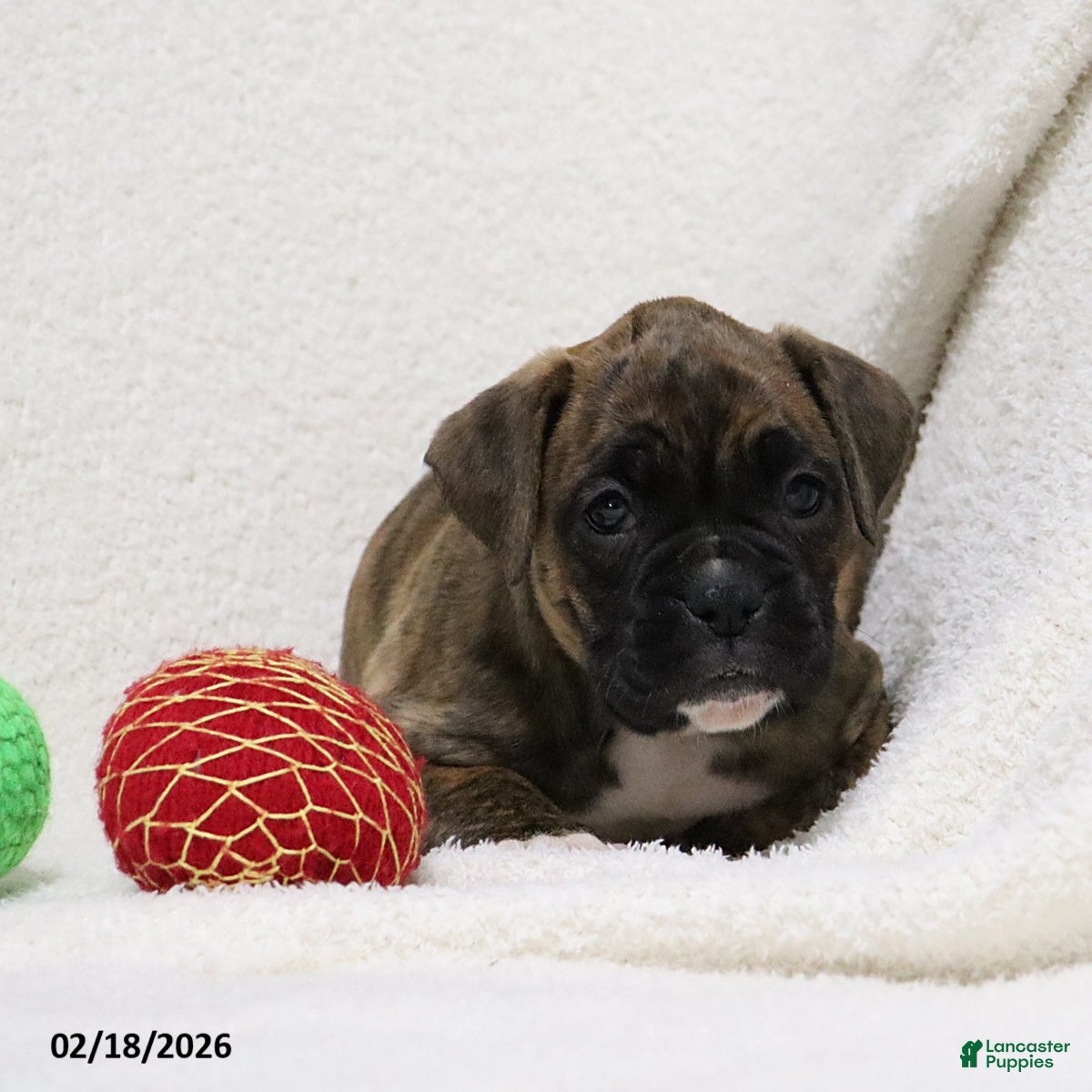 Boxer dogs Molly - Ad 1