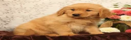 Golden Retriever dogs for sale: Hailey - Ad 6