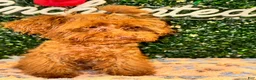 Toy Poodle dogs for sale: Boy - Ad 4