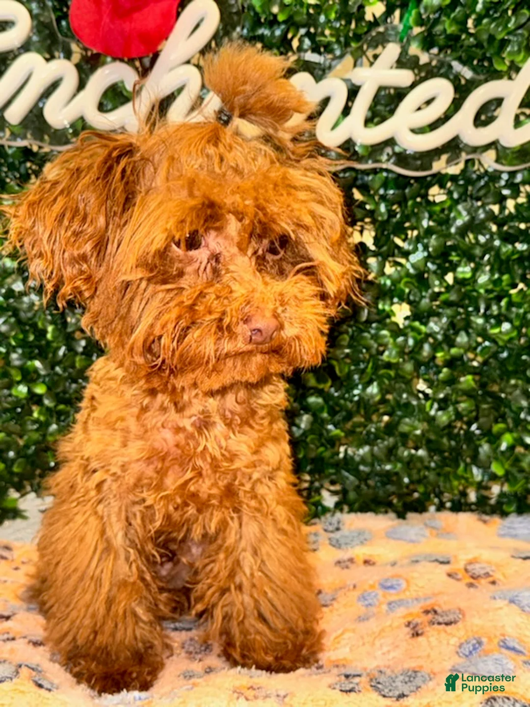 Toy Poodle dogs for sale: Boy - Ad 4