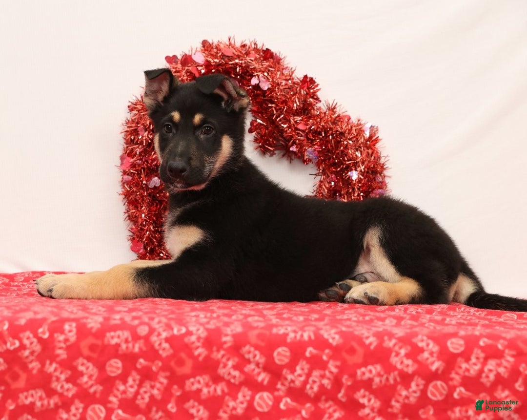 German Shepherd dogs for sale: Moose - Ad 4