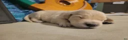 Golden Retriever dogs for sale: Galadriel, Champion Sired - Ad 11