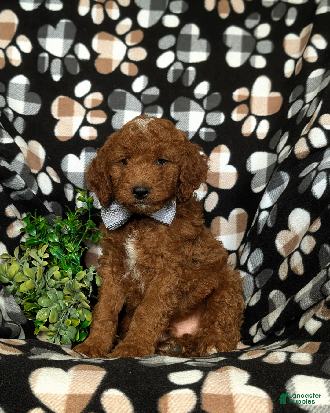 Mini Goldendoodle dogs for sale: Bailey Hypoallergenic - Ad 1