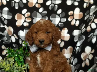 Mini Goldendoodle dogs for sale: Bailey Hypoallergenic - Ad 3