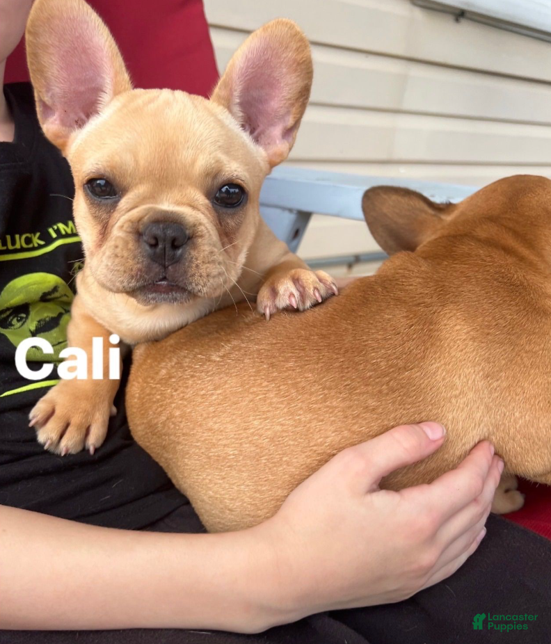 French Bulldog dogs CALI - Ad 1