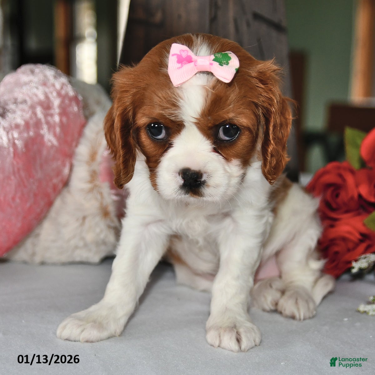 Cavalier King Charles Spaniel dogs Princess - Ad 1