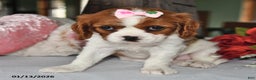 Cavalier King Charles Spaniel dogs for sale: Princess - Ad 1