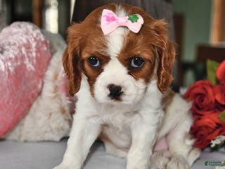 Cavalier King Charles Spaniel dogs Princess - Ad 11