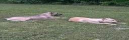 Cane Corso dogs for sale: ASH - Ad 5