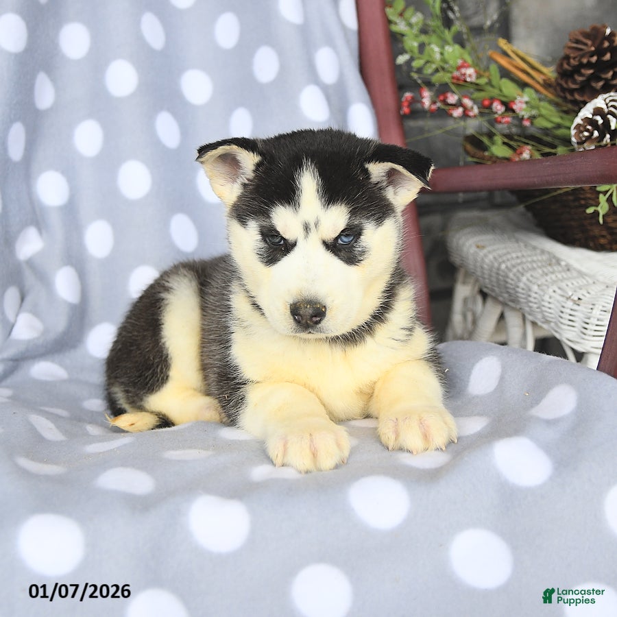 Siberian Husky dogs Buster - Ad 2