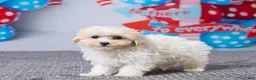 Maltipoo dogs for sale: Heidi - Ad 5