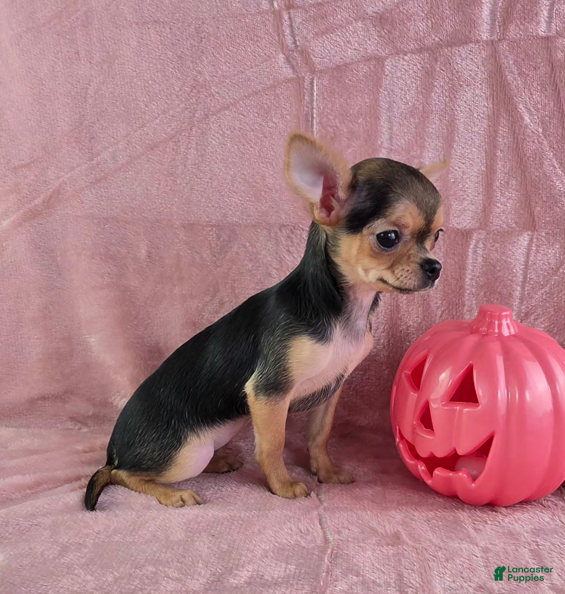 Chihuahua dogs Delilah - Ad 2