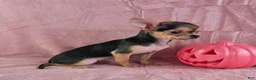 Chihuahua dogs for sale: Delilah - Ad 2