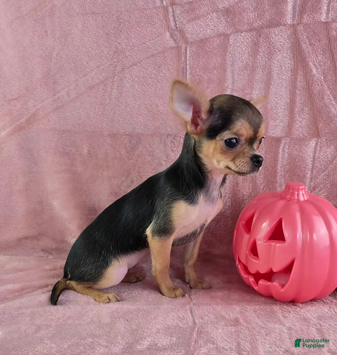 Chihuahua dogs for sale: Delilah - Ad 2