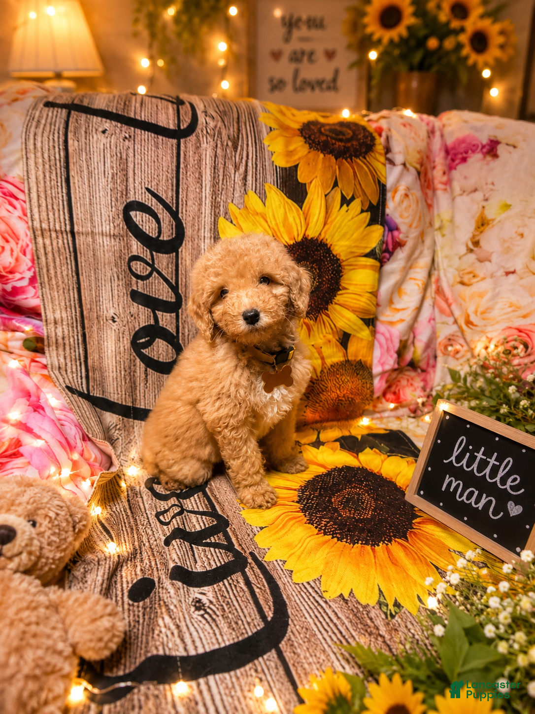 Miniature Poodle dogs Miniature Poodle Puppy 3 - Ad 19