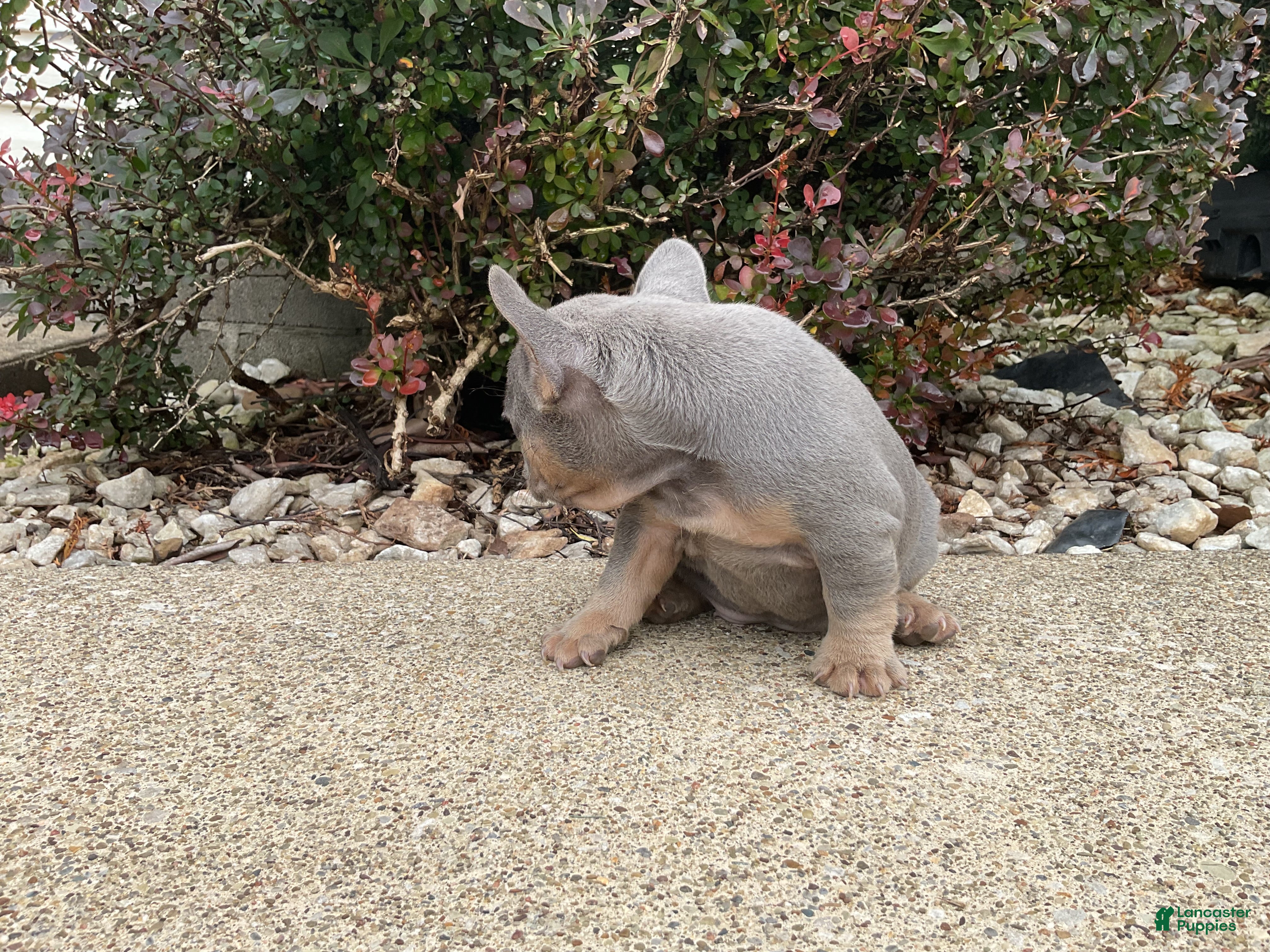 French Bulldog dogs Ruby - Ad 2
