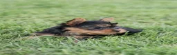 Yorkshire Terrier dogs for sale: Jasper - Ad 13
