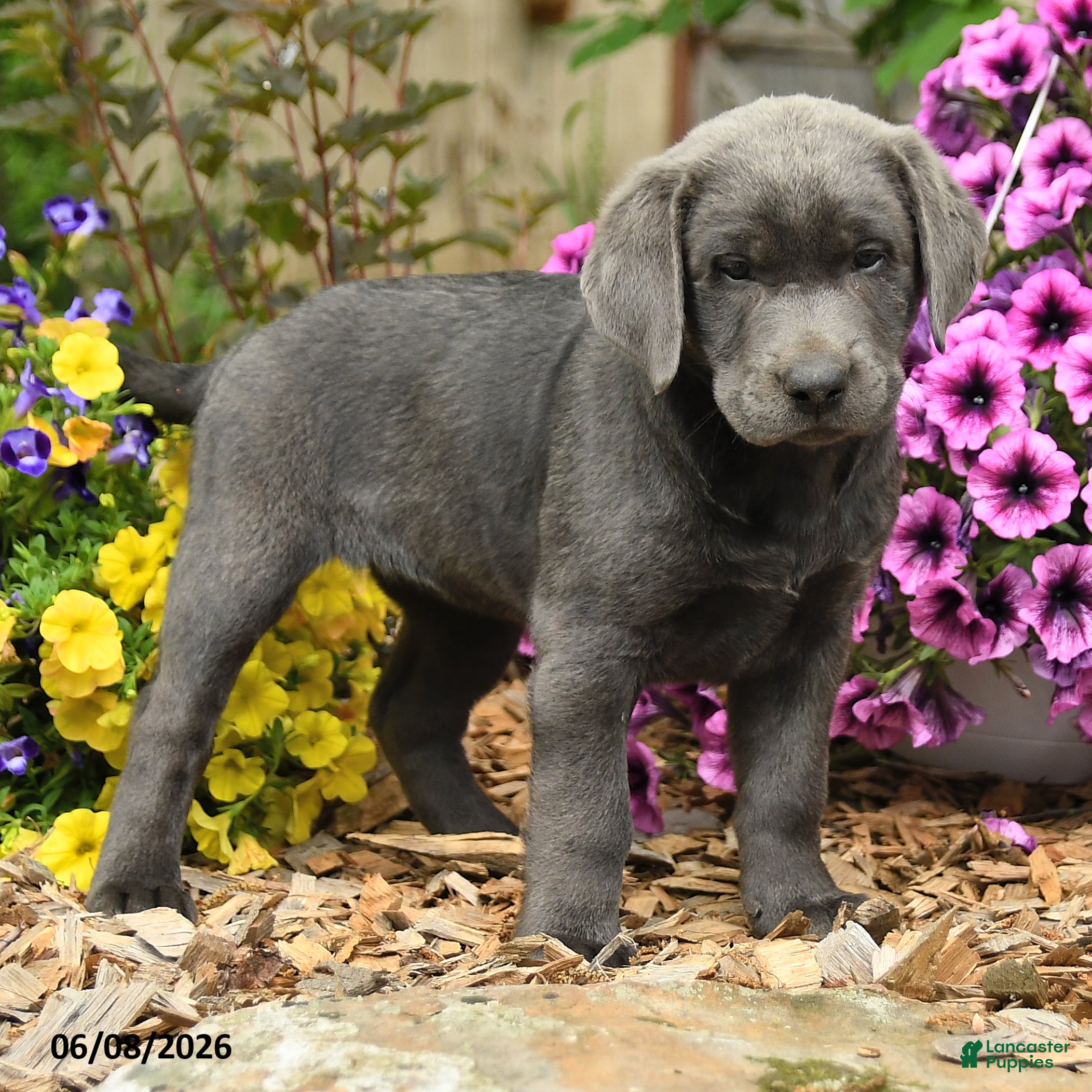 Labrador Retriever dogs Sophie - Ad 2