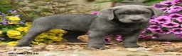 Labrador Retriever dogs for sale: Sophie - Ad 2