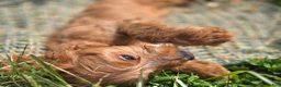 Cavapoo dogs for sale: Glacier - Ad 23