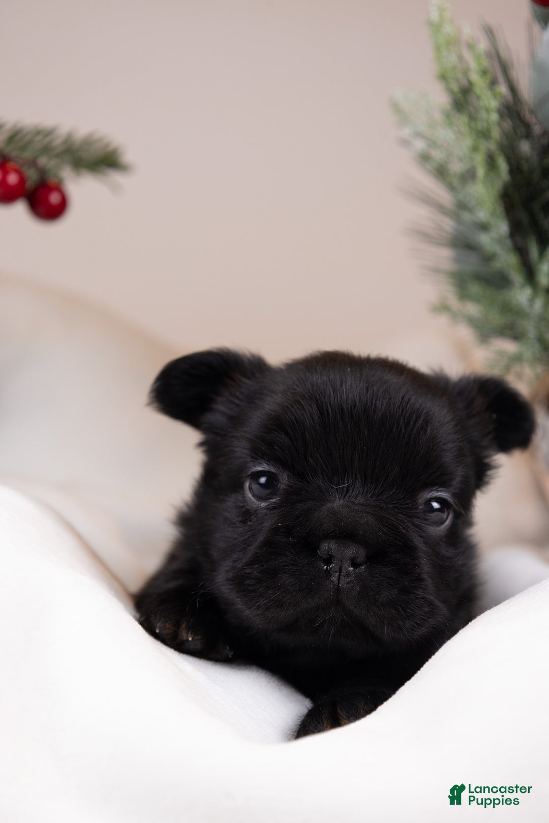 French Bulldog dogs for sale: Teddie -Fulffy Big Rope - Ad 2