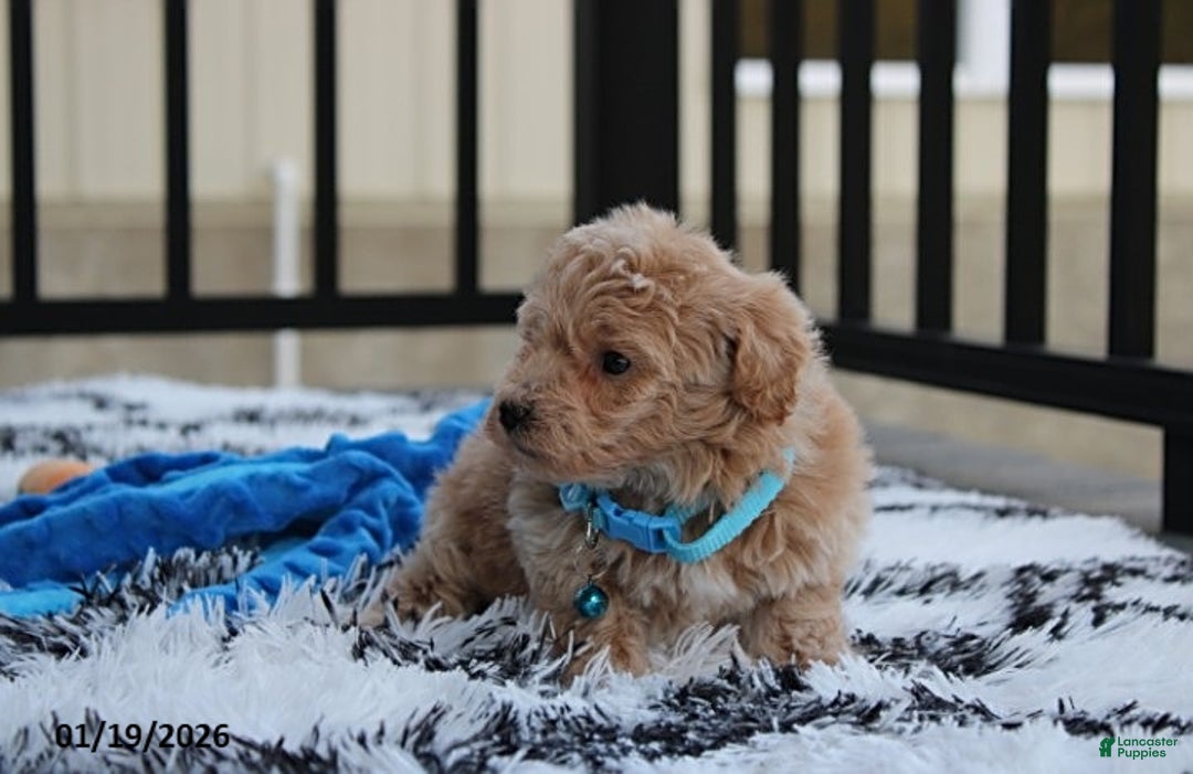 Bichpoo dogs for sale: Rex - Ad 4