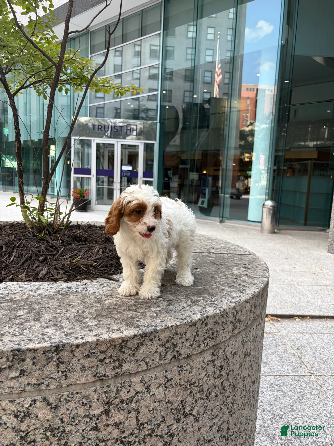 Cavapoo dogs for sale: Rosco - Ad 2