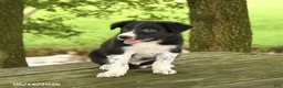 Border Collie dogs for sale: Forrest - Ad 5
