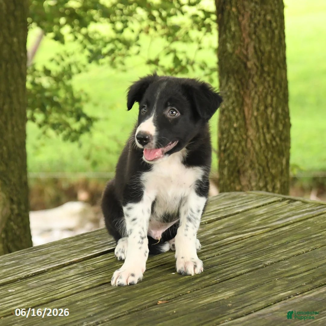 Border Collie dogs for sale: Forrest - Ad 5