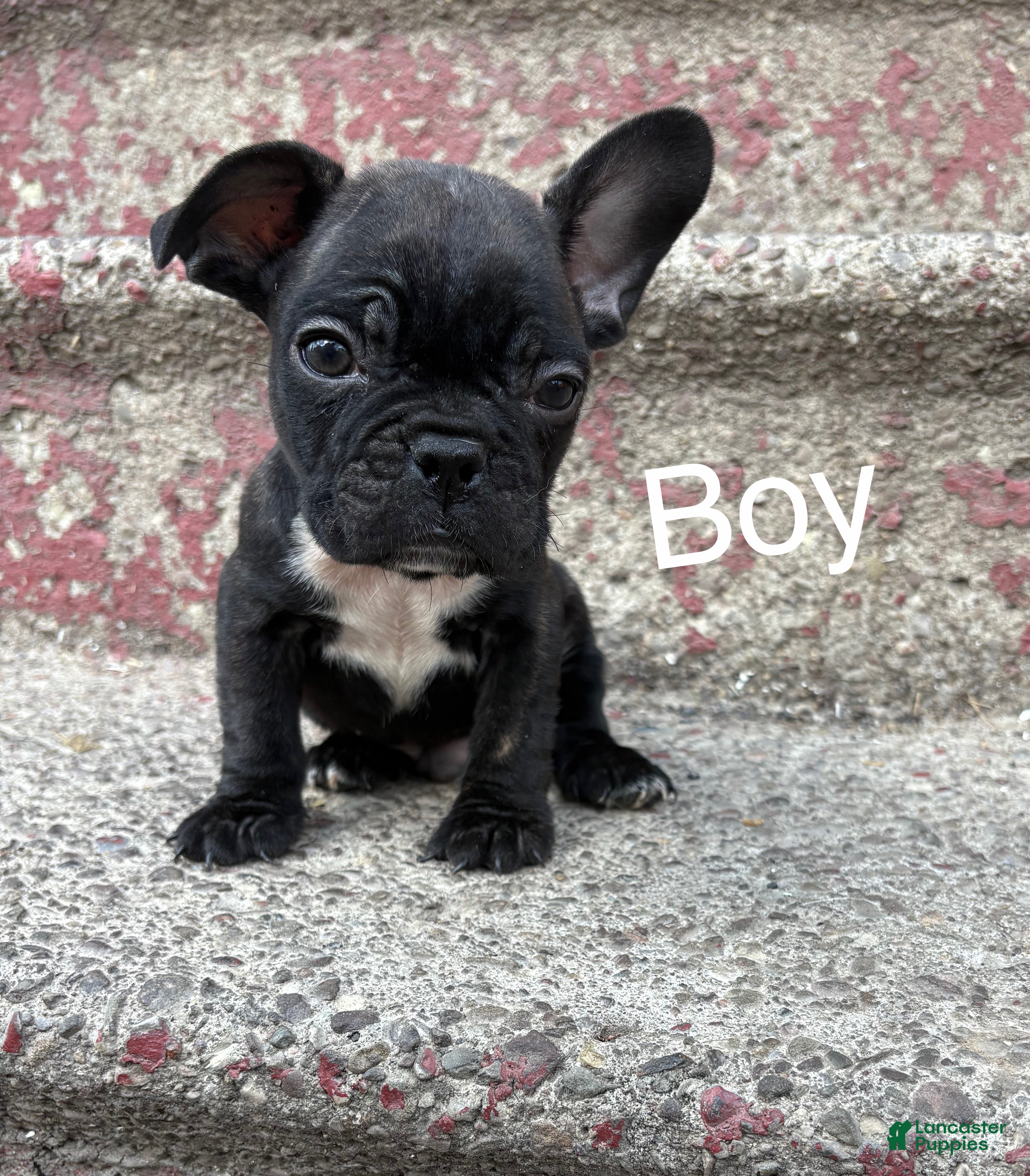 French Bulldog dogs French Bulldog Puppy 1 - Ad 10