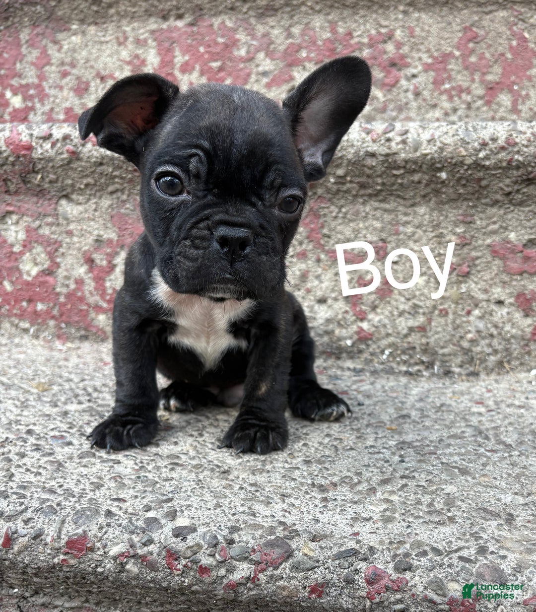 French Bulldog dogs for sale: French Bulldog Puppy 1 - Ad 1