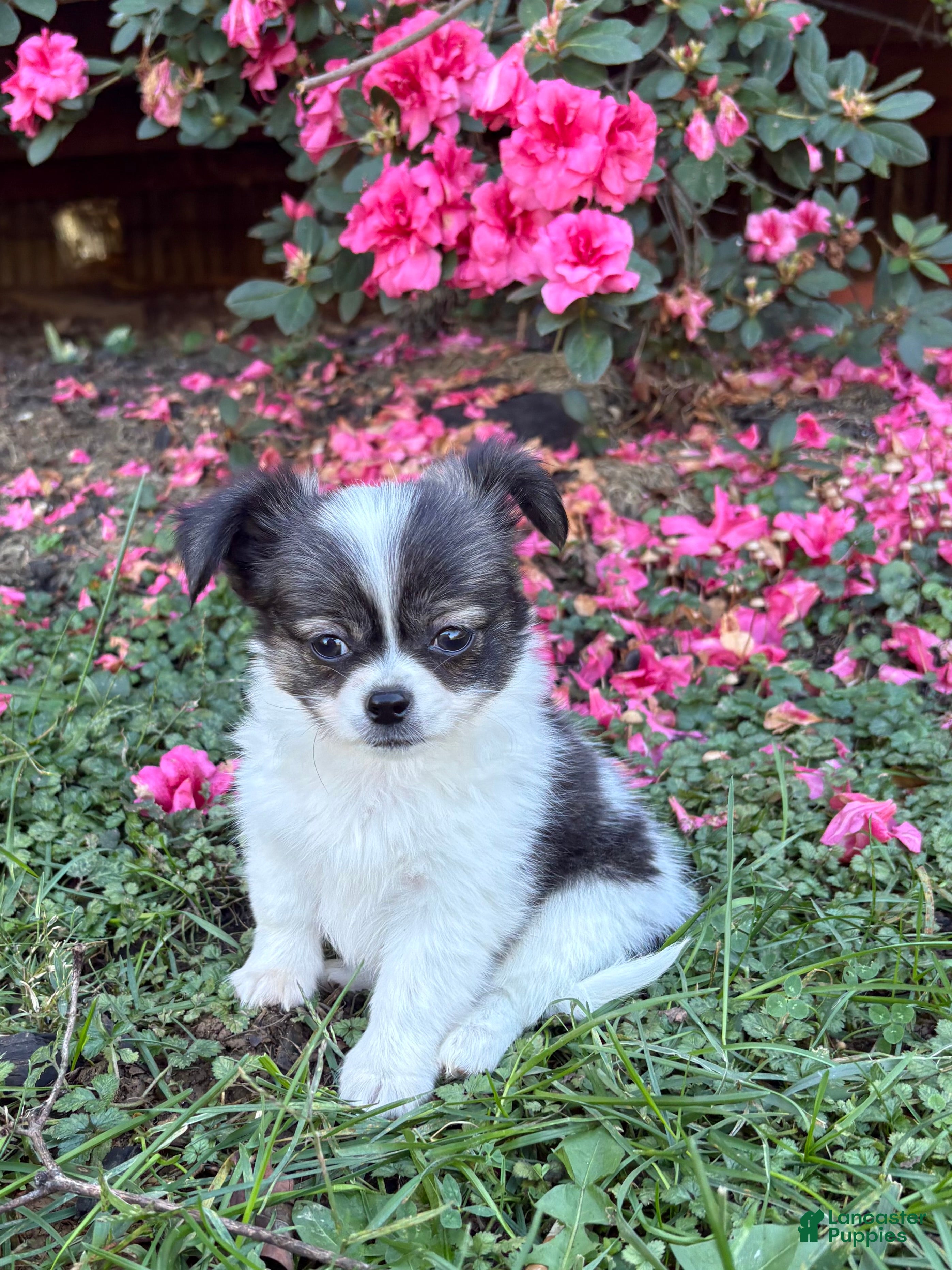Chihuahua dogs for sale: Chihuahua 1 - Ad 1