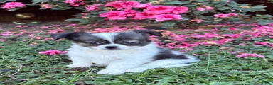 Chihuahua 1
