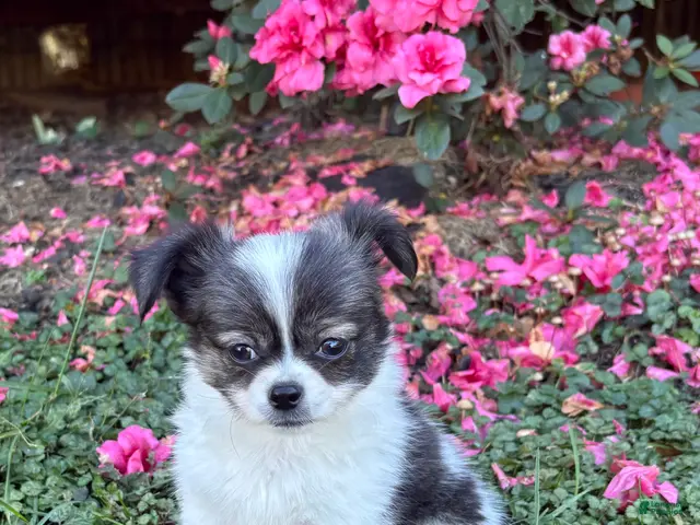 Chihuahua dogs for sale: Chihuahua 1 - Ad 1