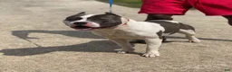 American Bully dogs for sale: C2 - Ad 4