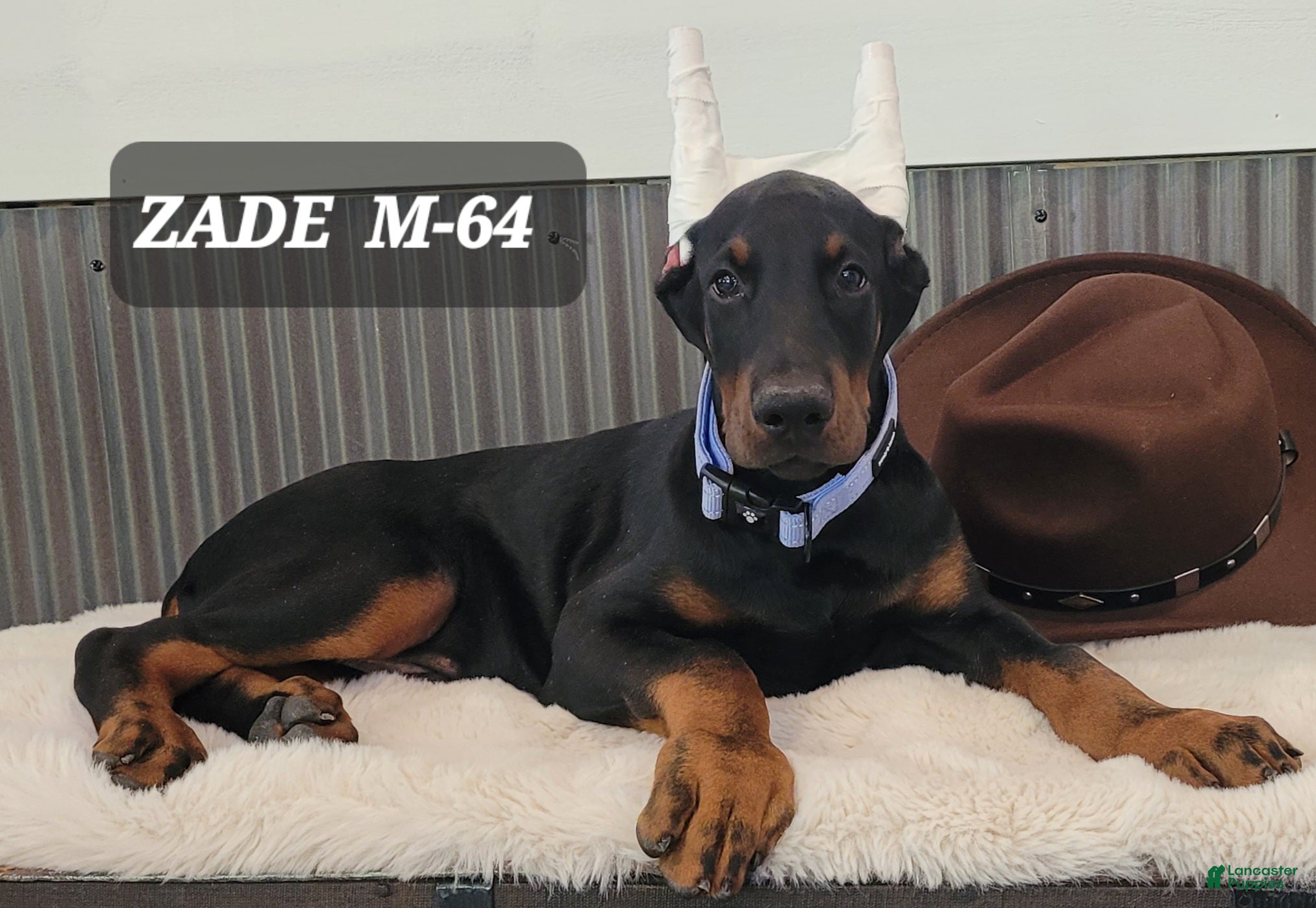 Doberman Pinscher dogs ZADE  - Ad 1