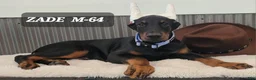 Doberman Pinscher dogs for sale: STETSON  - Ad 5