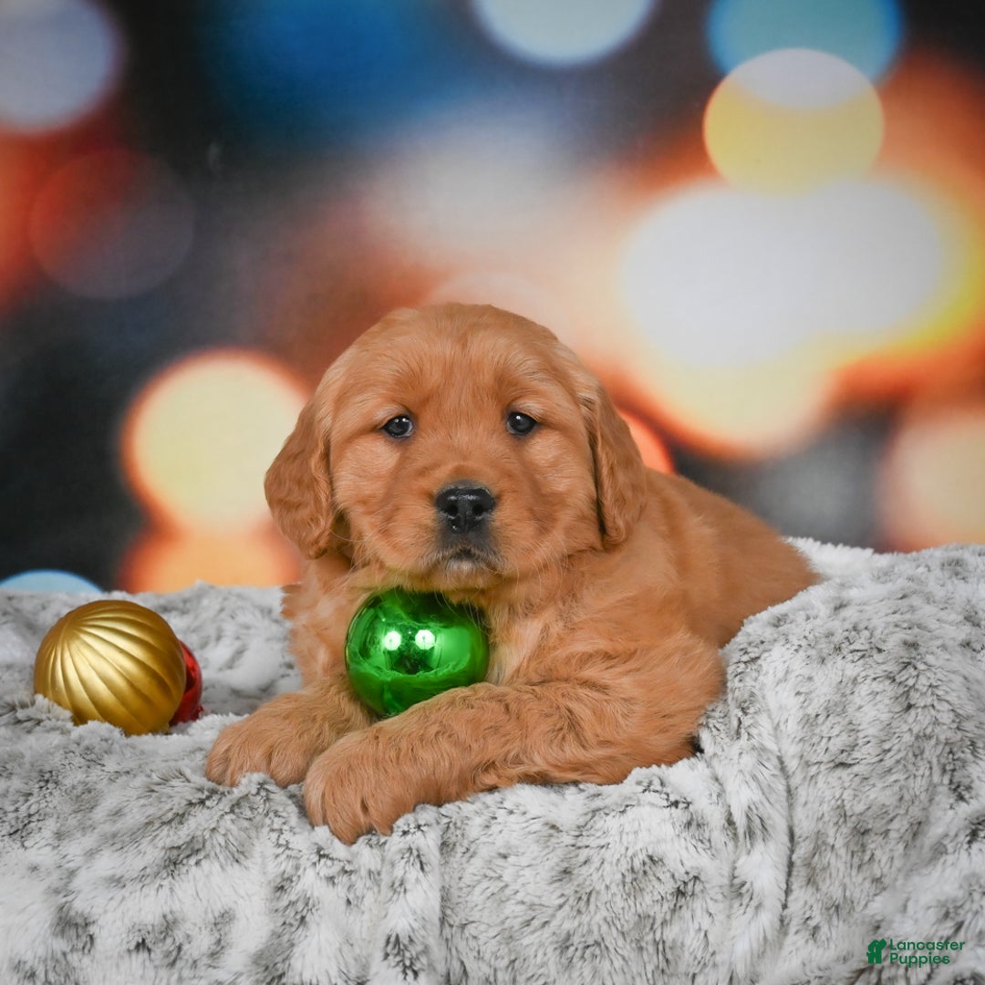 Golden Retriever dogs for sale: Chloe - Ad 8