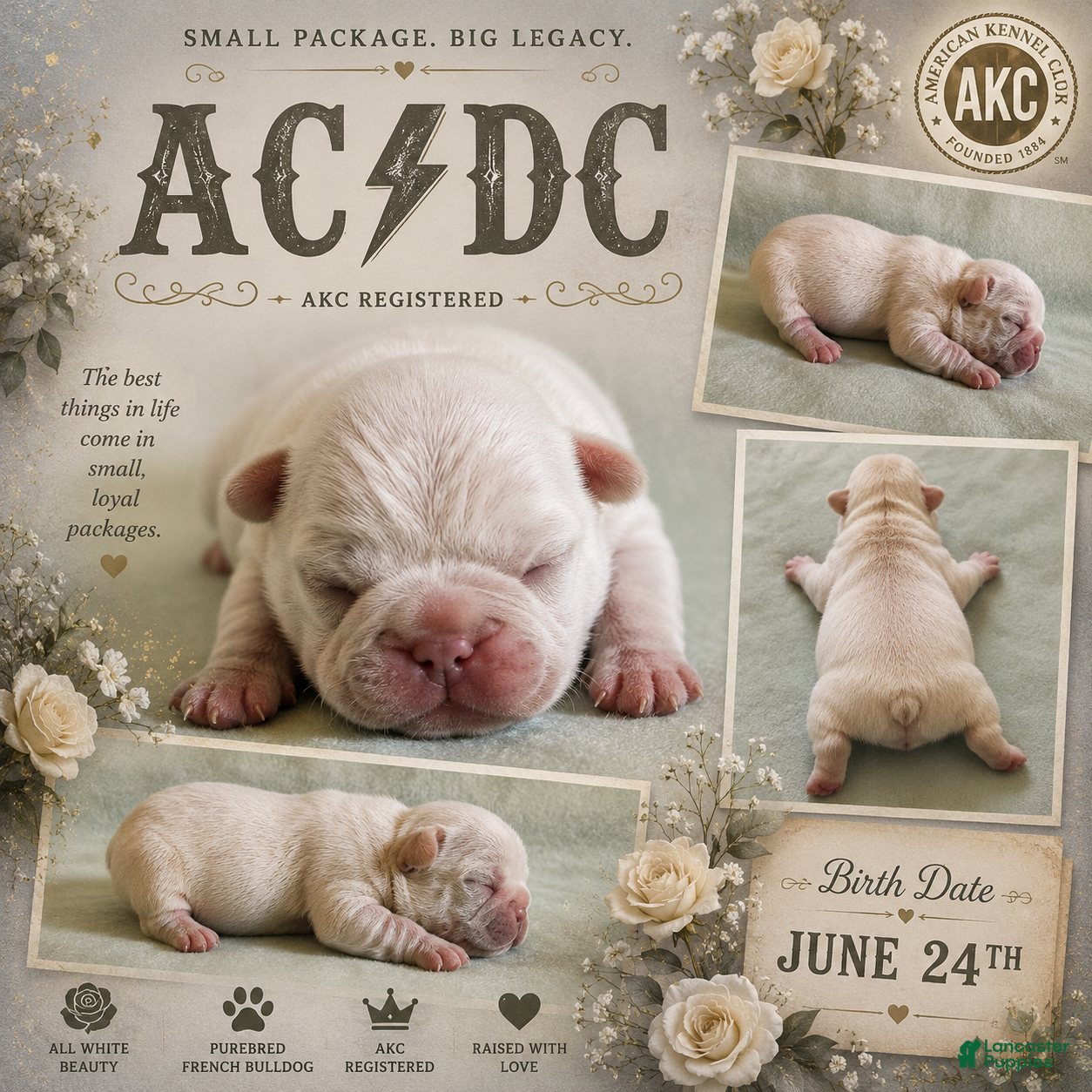 French Bulldog dogs ACDC - Ad 34