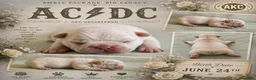 French Bulldog dogs for sale: ACDC - Ad 1