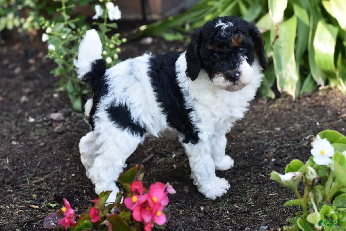 Miniature Poodle dogs Amos - Ad 23
