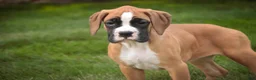 Boxer dogs for sale: Arie - Ad 7