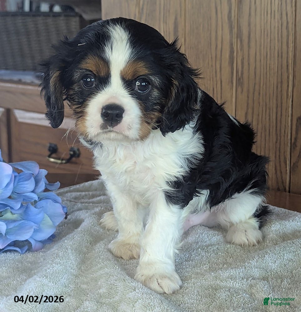 Cavalier King Charles Spaniel dogs Harvey - Ad 2