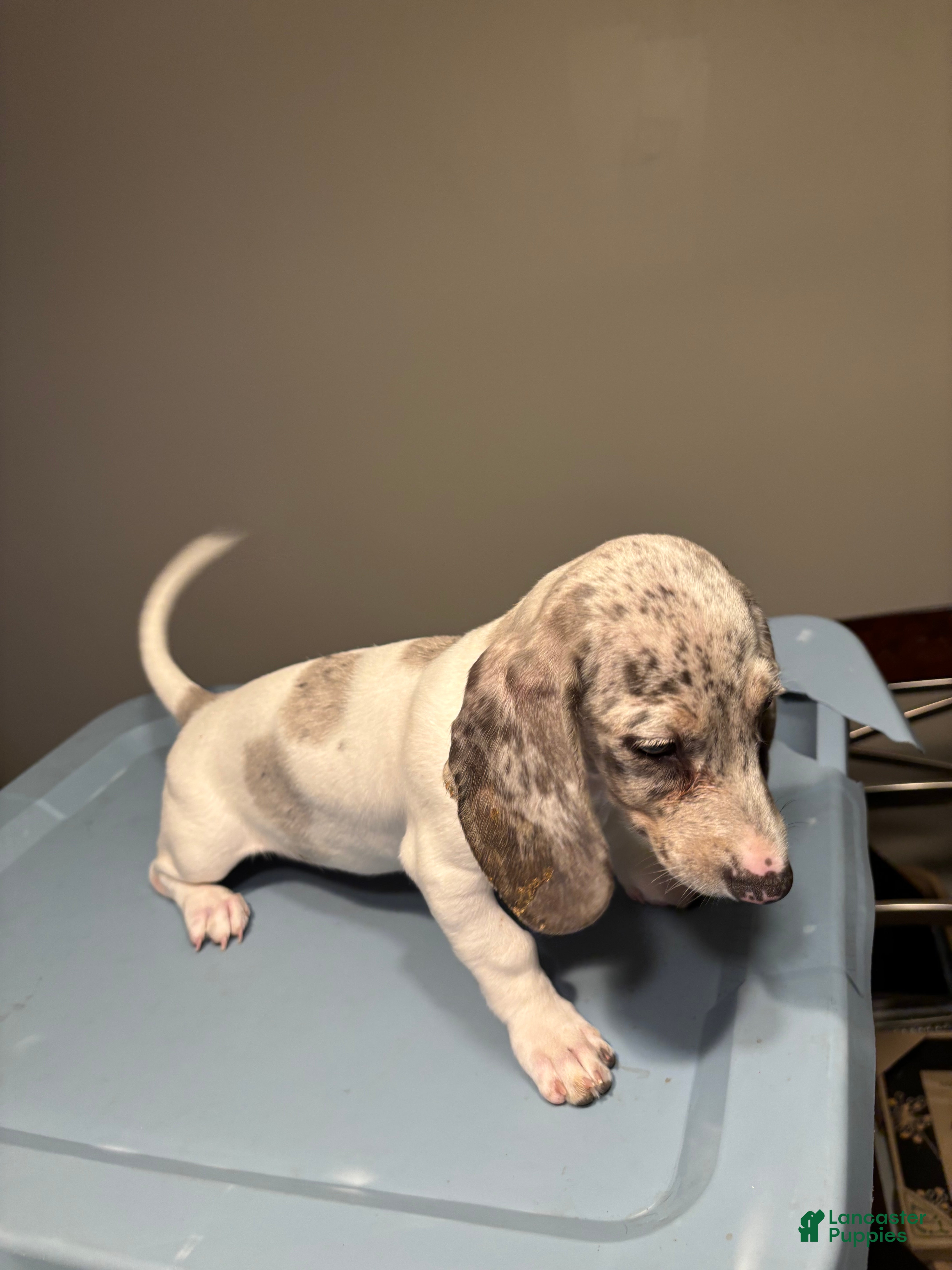 Miniature Dachshund dogs Gina - Ad 2