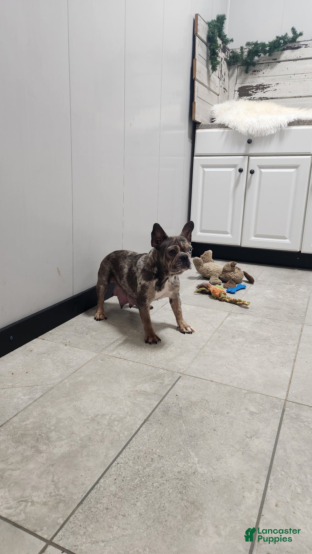 French Bulldog dogs for sale: Boomer - Ad 3