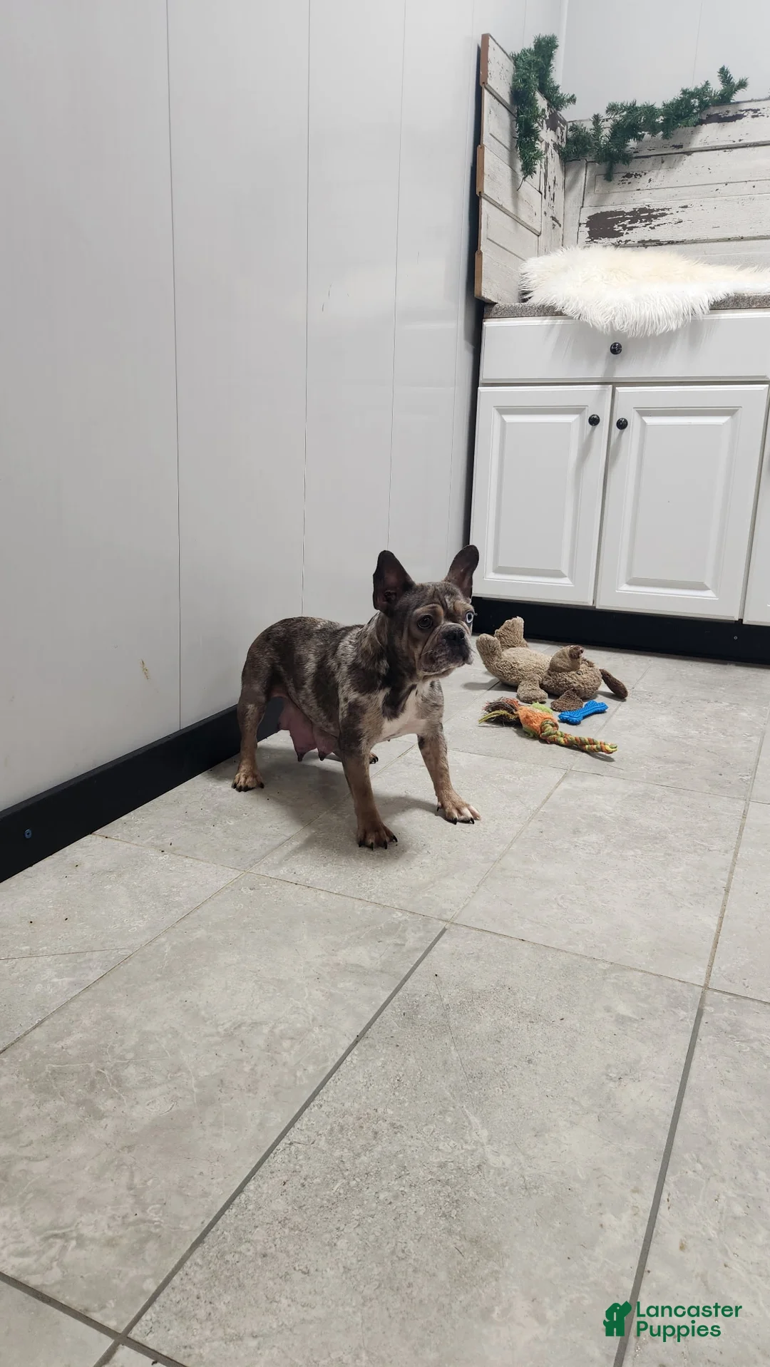 French Bulldog dogs for sale: Bruno - Ad 3