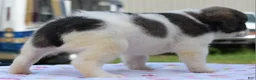 Mixed Breed dogs for sale: Zoey blue pied fluffy  - Ad 25