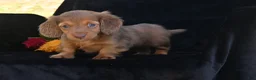 Miniature Dachshund dogs for sale: Ruby - Ad 10